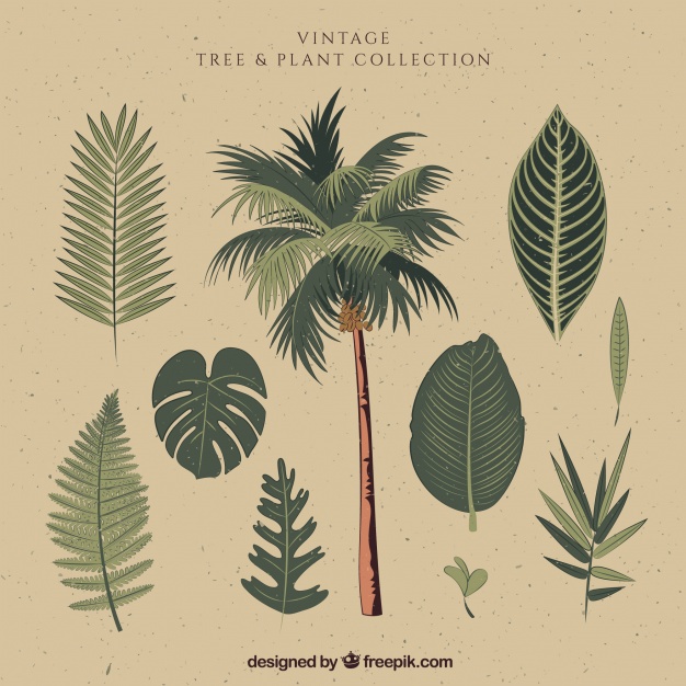 626x626 Palm Tree Vectors, Photos And Psd Files Free Download