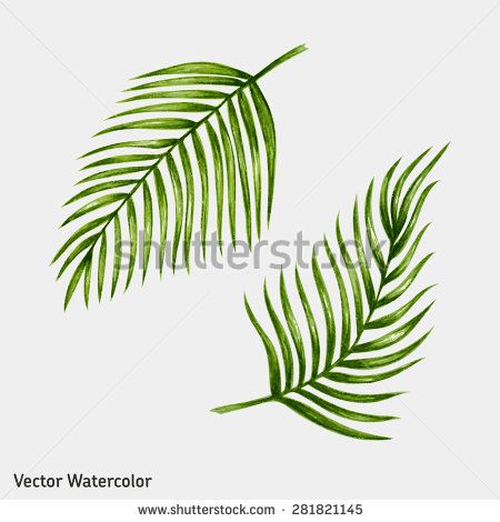 450x470 Watercolor Tropical Palm Leaves. Vector Illustration.