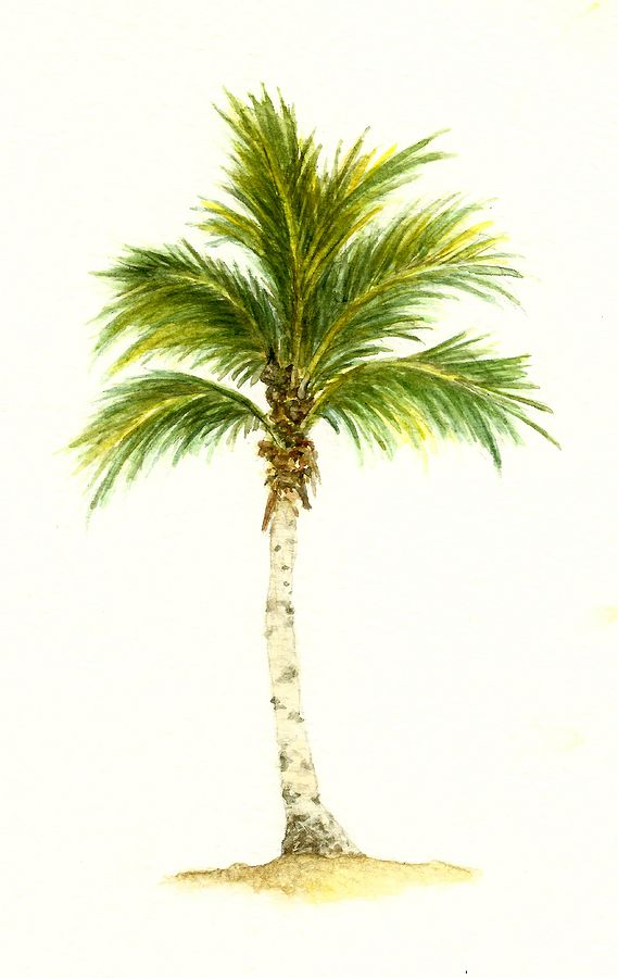 569x900 Photos Palm Tree Pencil Drawing,