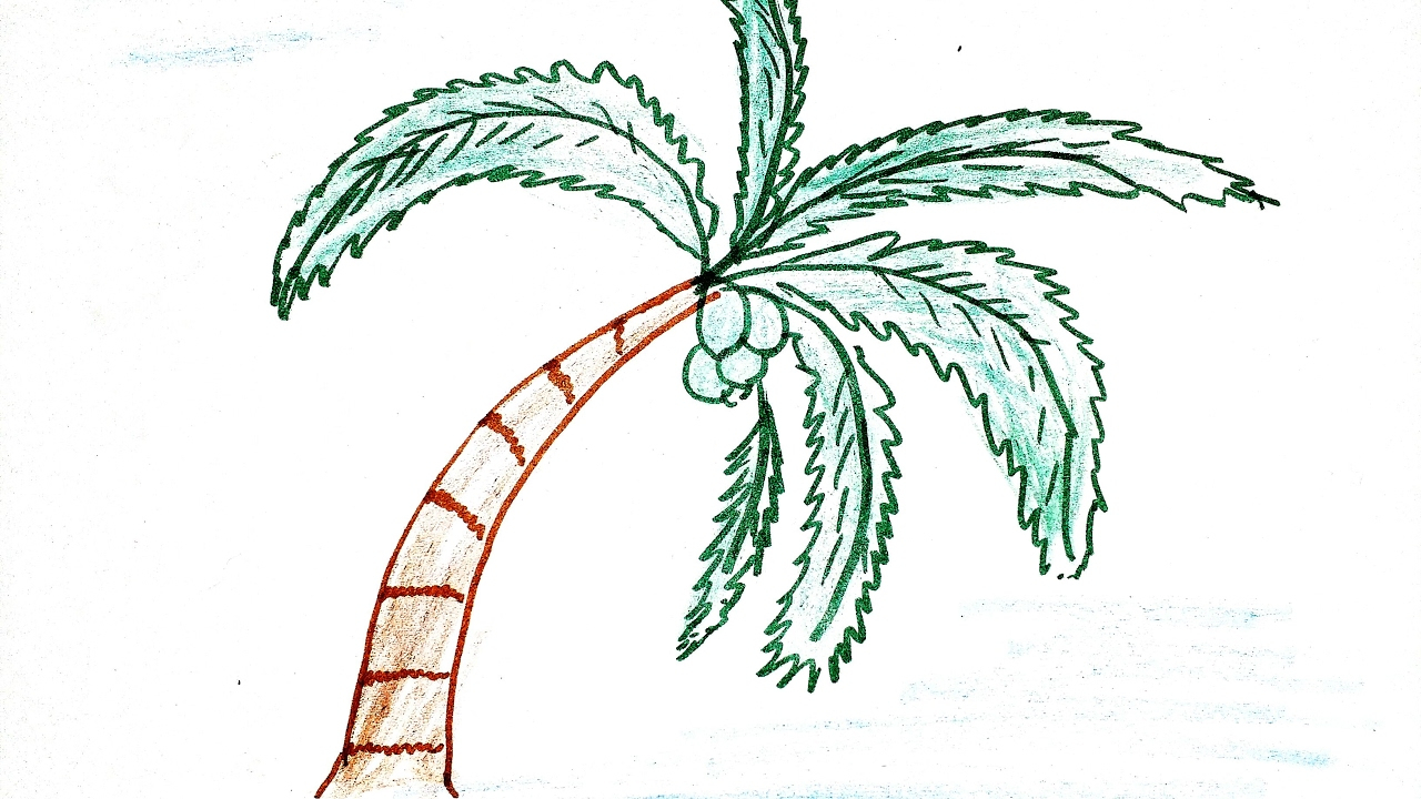 1280x720 Simple Palm Tree Drawing How To Draw Simple Coconut Tree