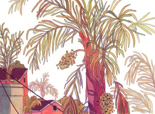 500x366 Palm Tree Drawing Tumblr