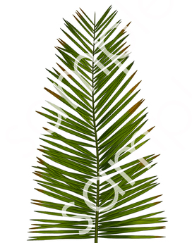 272x345 Second Life Marketplace