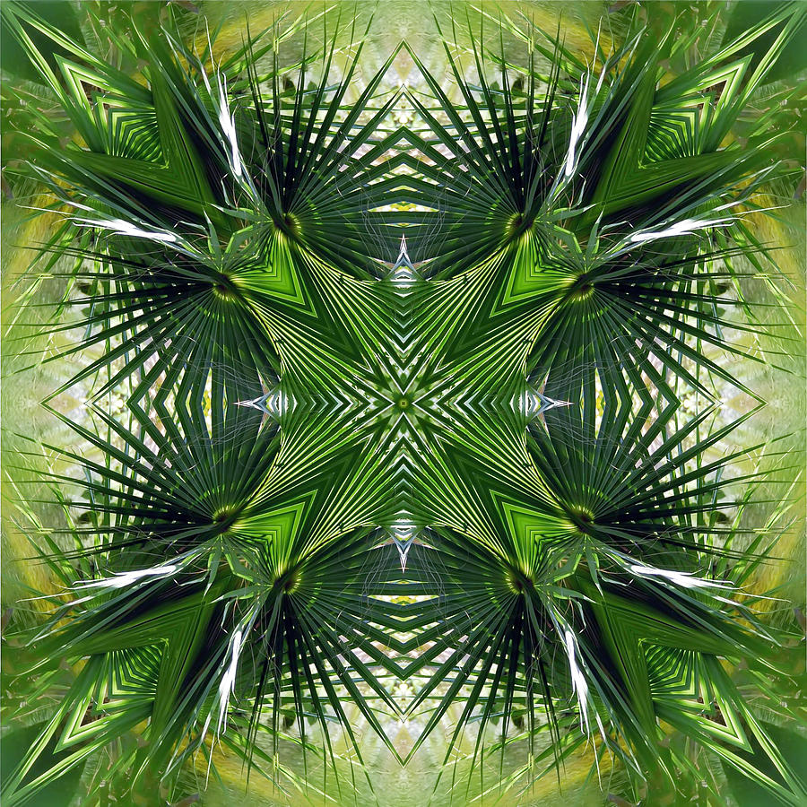 900x900 Palm Fronds Drawings