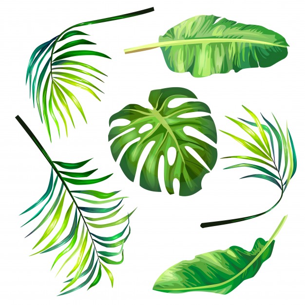 626x626 Palm Leaf Vectors, Photos And Psd Files Free Download