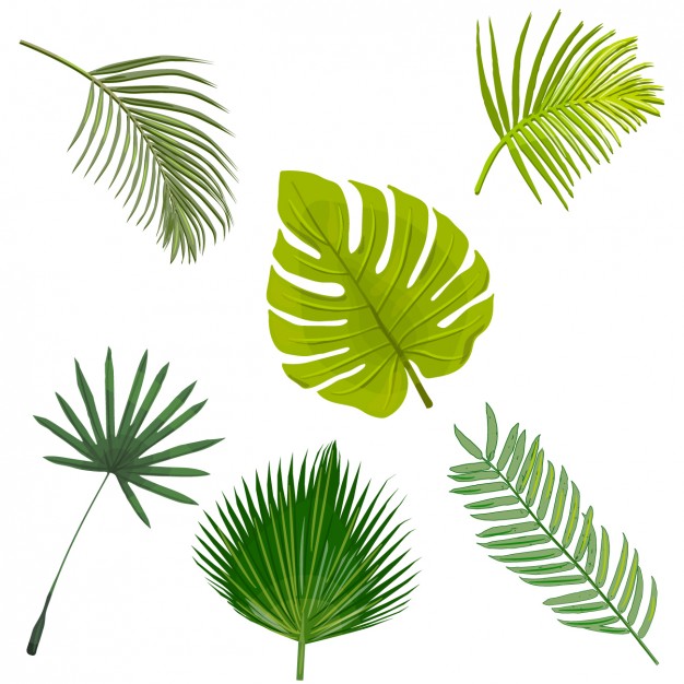 626x626 Palm Tree Leaves Collection Vector Free Download