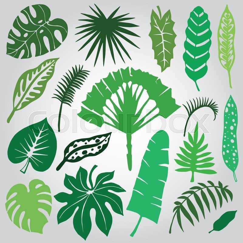 800x800 Tropical Palm Leaves Set.vector Leaf,silhouette Drawing In Vintage