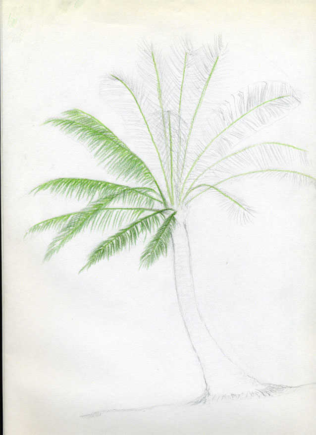 638x878 How To Draw Palm Trees