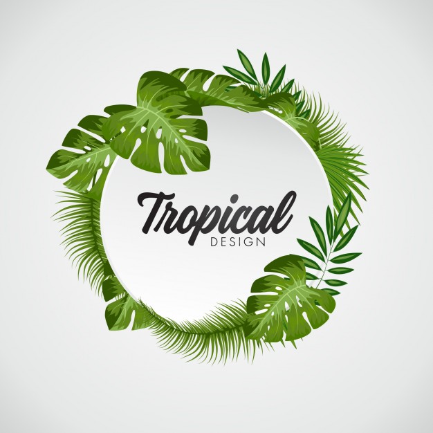 626x626 Palm Leaf Vectors, Photos And Psd Files Free Download