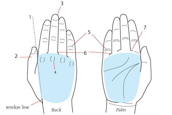 600x400 Human Anatomy Fundamentals How To Draw Hands