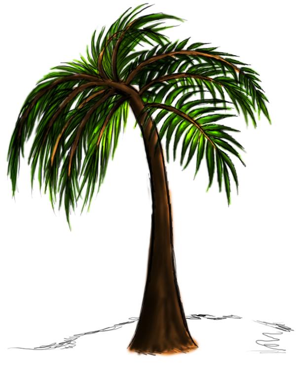 600x741 Palm Tree Drawing Step.jpg Drawing Tree
