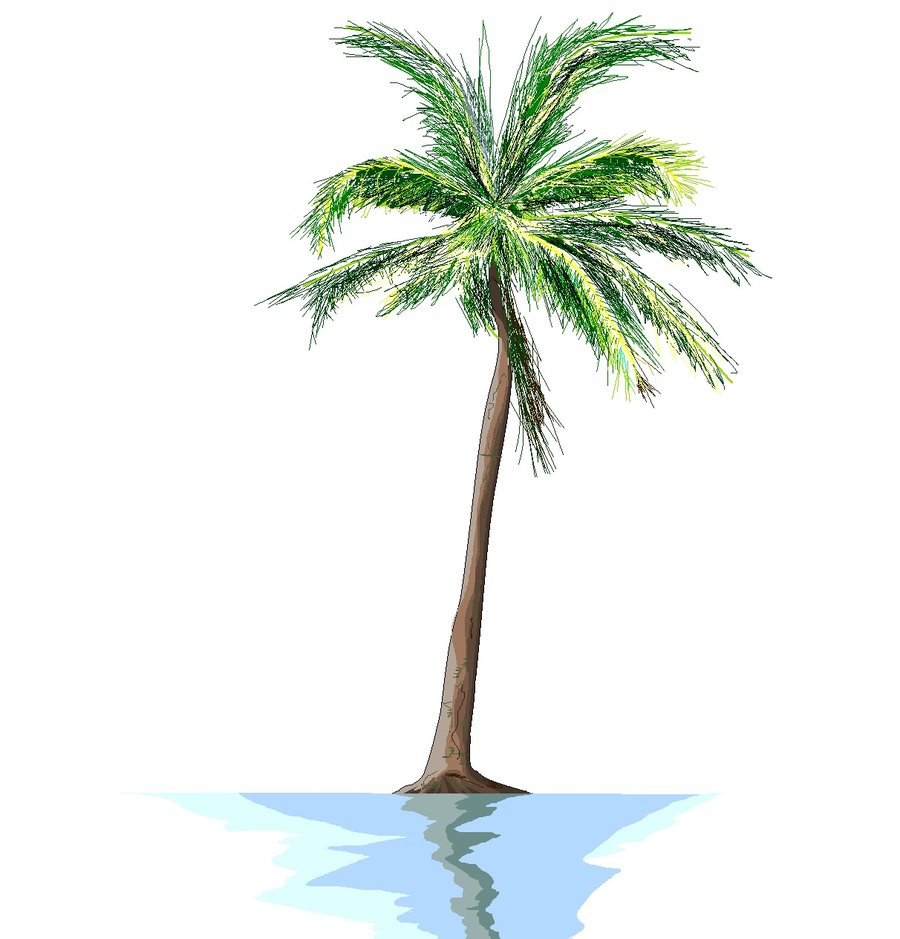 900x939 Palm Tree Drawing Png