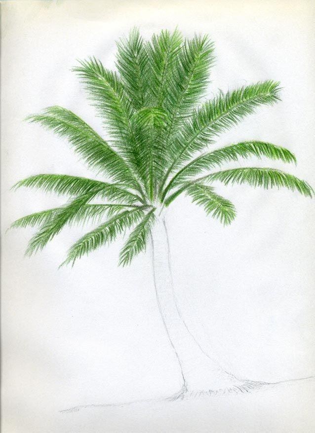 638x878 Palm Tree Drawing Color Simple Living Tree In The World Places