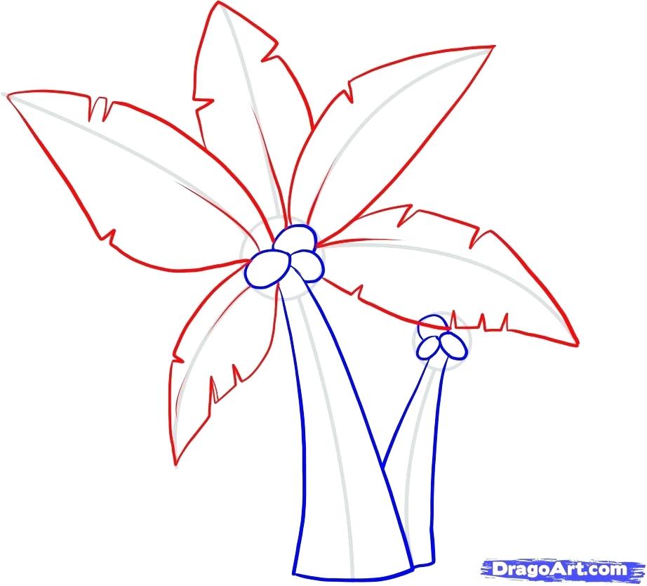 922x834 Palm Trees Drawings How To Draw Palm Trees Step 7 Palm Trees