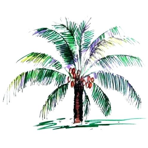 495x495 Palm Trees Drawings Coconut Palm Colored Drawing Palm Tree