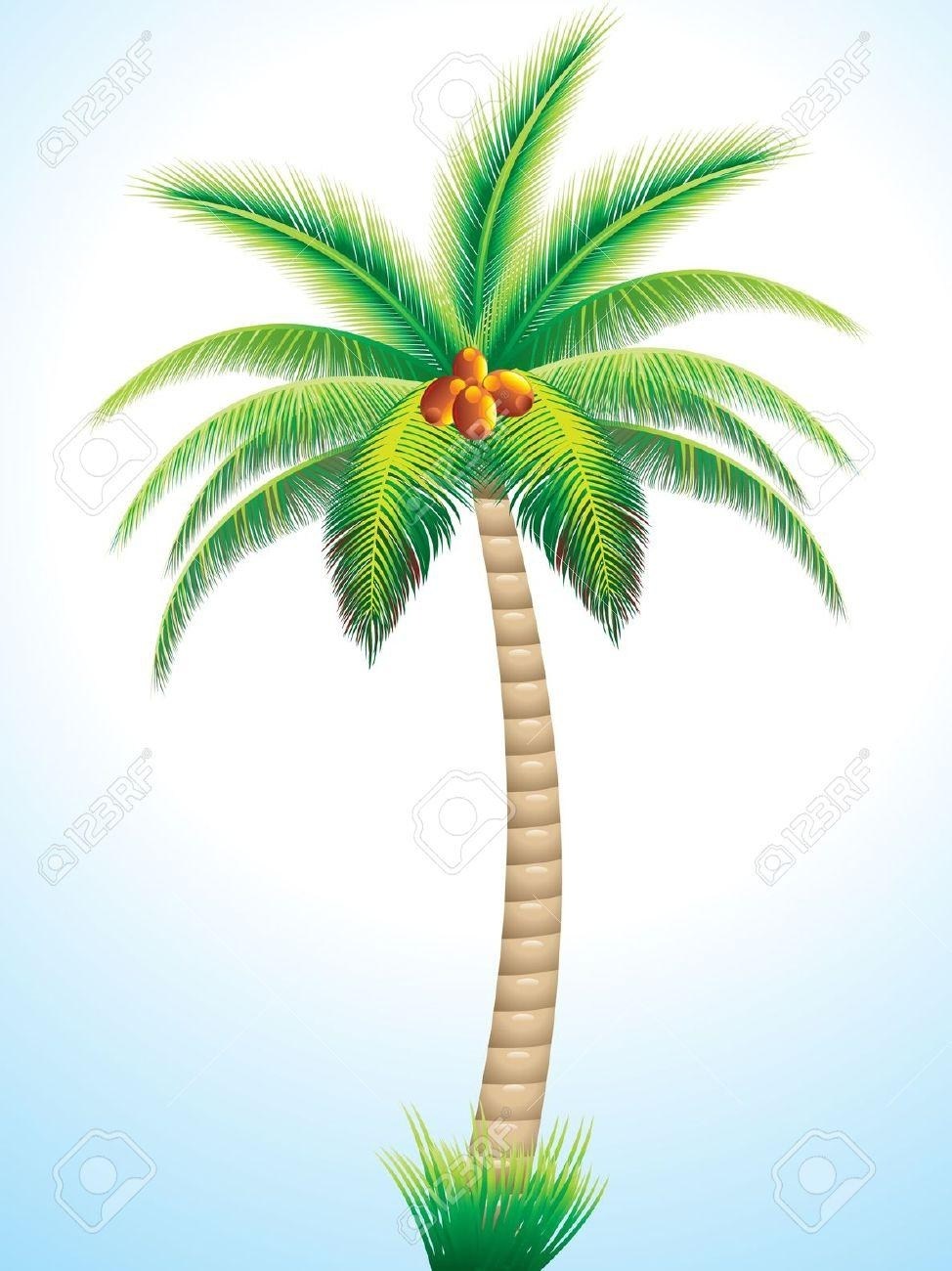 974x1300 Palm Trees With Coconuts Drawing Simple Living Tree In The World