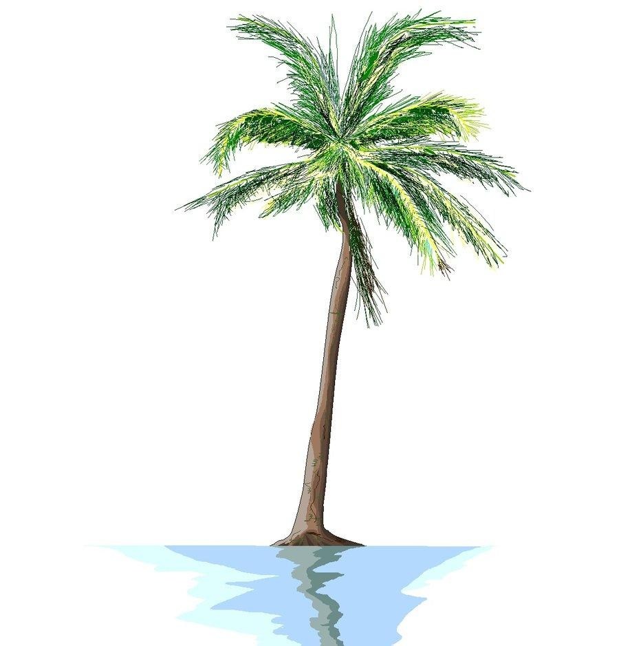 900x939 Palm Tree Drawing Tumblr