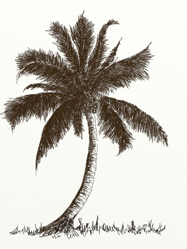 600x800 Visible Pure How To Draw A Coconut Tree