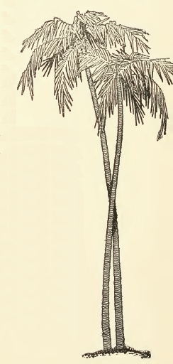 244x512 Palm Tree Drawing Ping ) Palm Tree Drawing, Palm