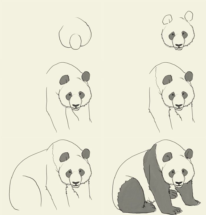 700x731 Gallery How To Draw Panda Bear,