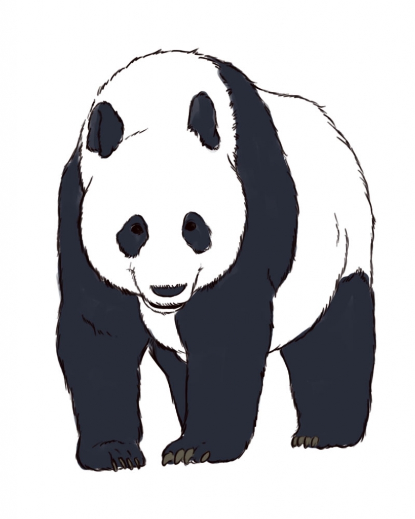 819x1024 Panda Bear Drawing