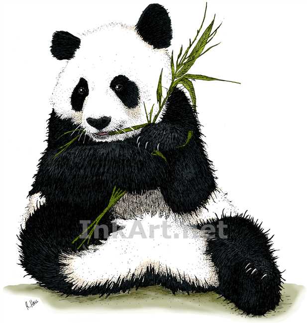 617x650 Giant Panda Stock Art Illustration