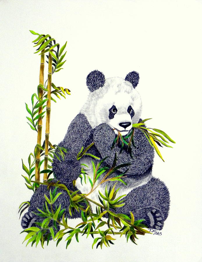 694x900 Panda Drawing By Terri Mills