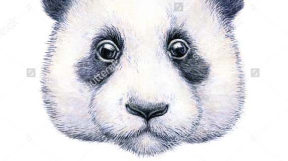 570x320 A Drawing Of A Panda Water Color Drawing Panda On White Stock