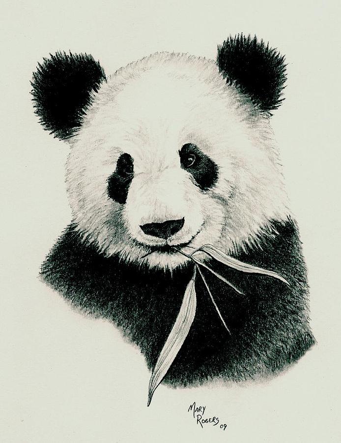 694x900 Panda Drawings Images Amp Pictures