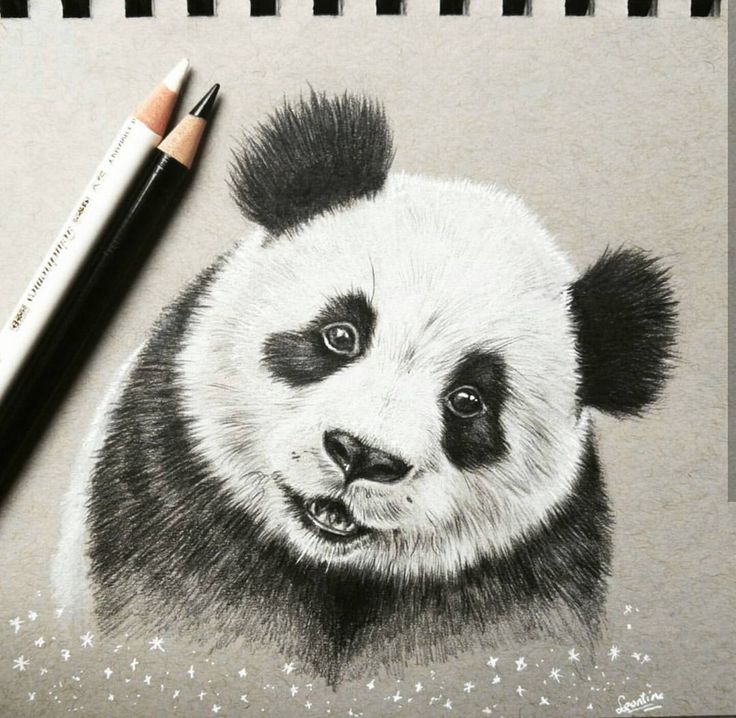Panda Pencil Drawing at GetDrawings | Free download