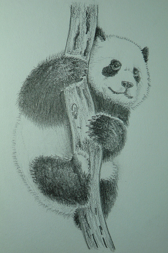 333x500 Baby Panda Pencil Drawing
