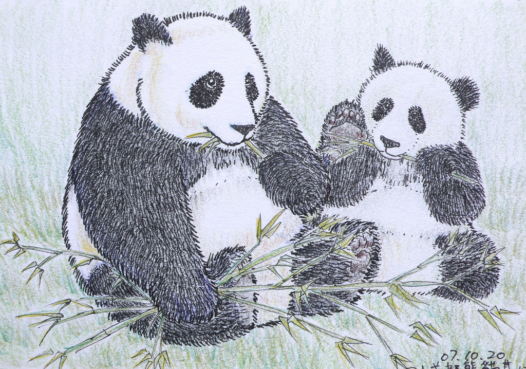 1024x718 Panda Color Pencil Drawing Poyee Lam0321