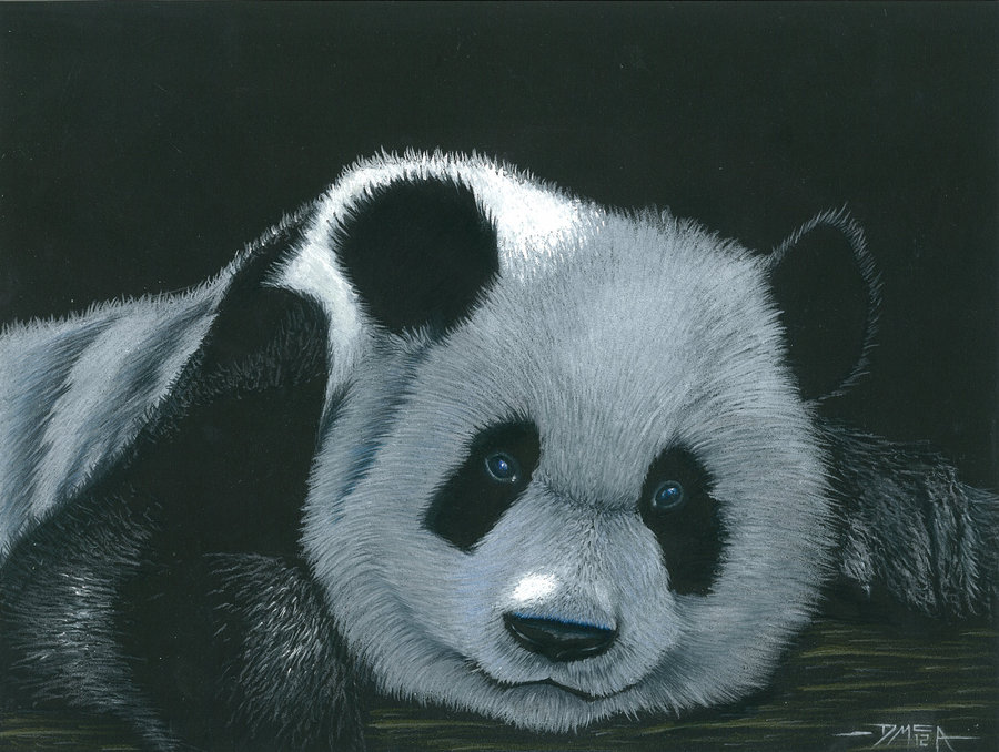 900x678 Panda In Colour Pencil And Acrylic By Dmcallister