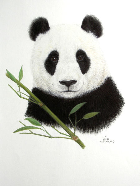 450x600 Original Pastel Drawing Giant Panda With Bamboo Pastel Drawing