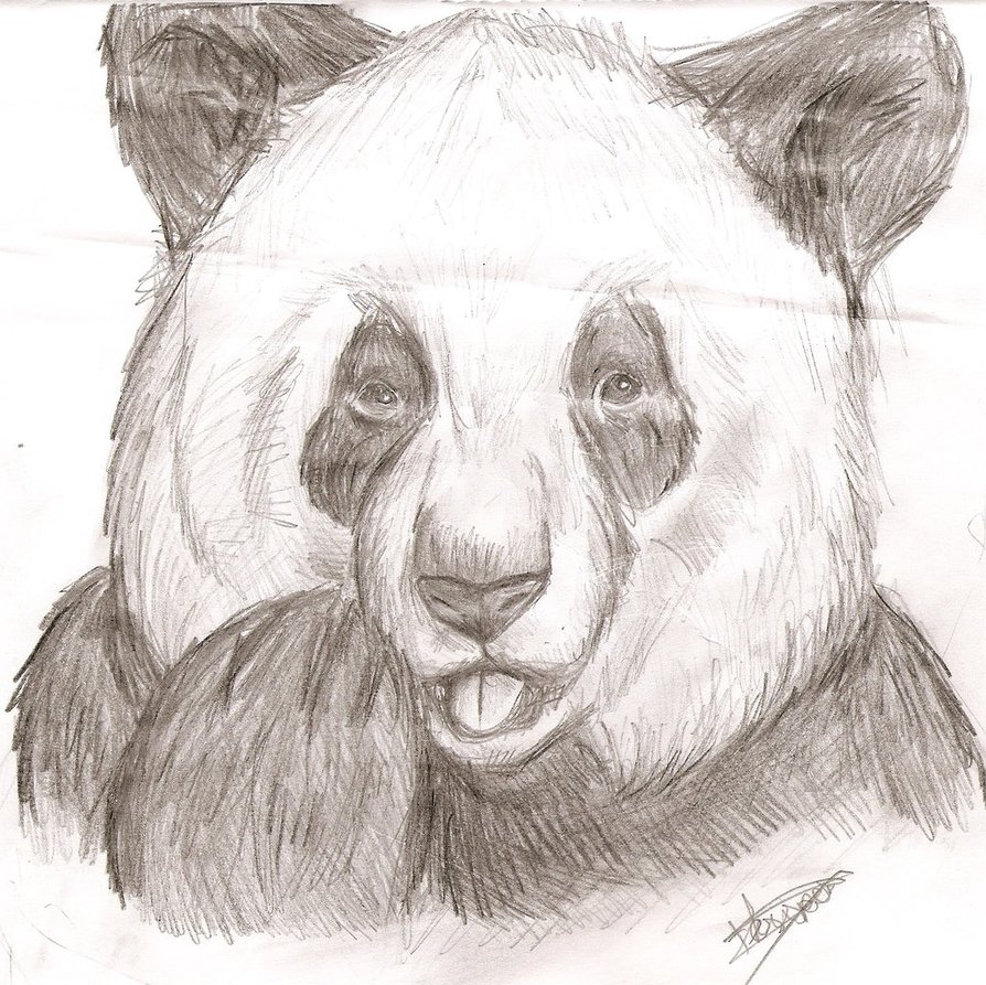 894x893 Old Panda Drawing By Chocolatwolf