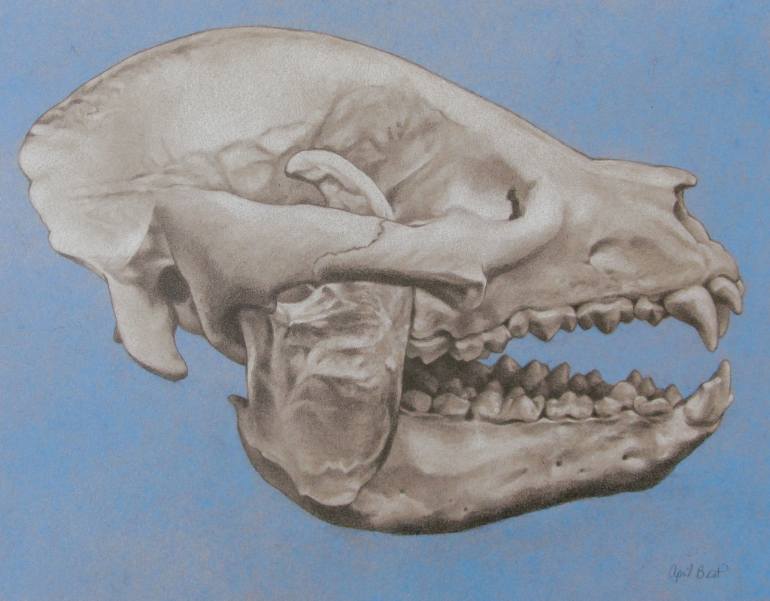 770x601 Saatchi Art The Panda Skull Drawing By April Best