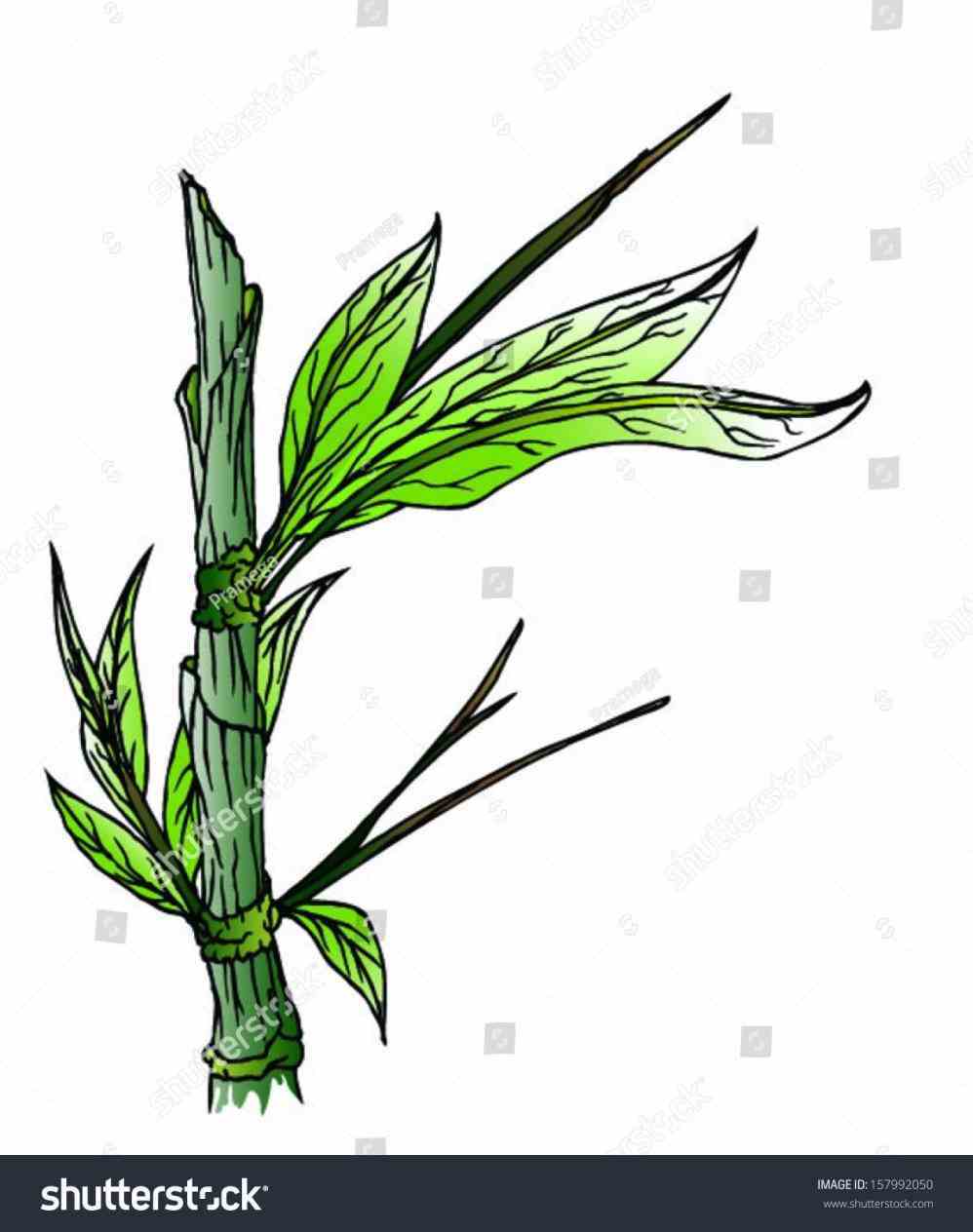 998x1264 Pin Simple Bamboo Drawing By Evi Spiral On Aquarelle Watercolor