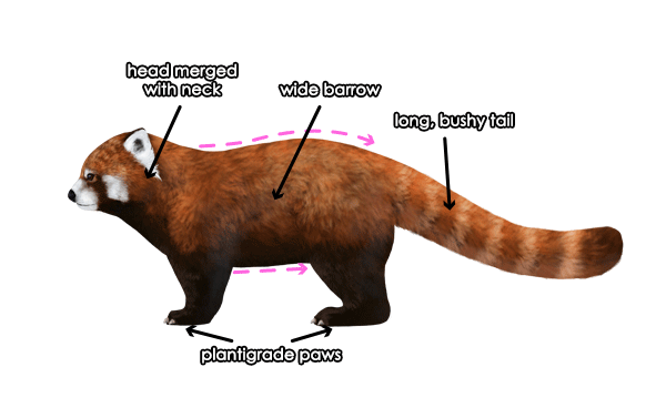 600x359 How To Draw Animals Red Pandas And Raccoons