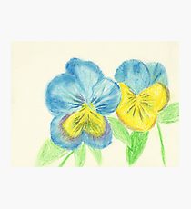 210x230 Pansies Drawing Photographic Prints Redbubble