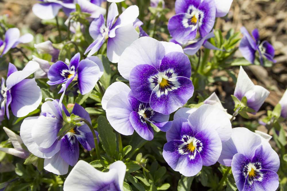 1000x667 Drawing Pansies Maryjanefineart Colored Pencil Drawings