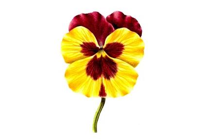 420x290 Do You Want To Blossom As A Floral Artist The Exeter Daily