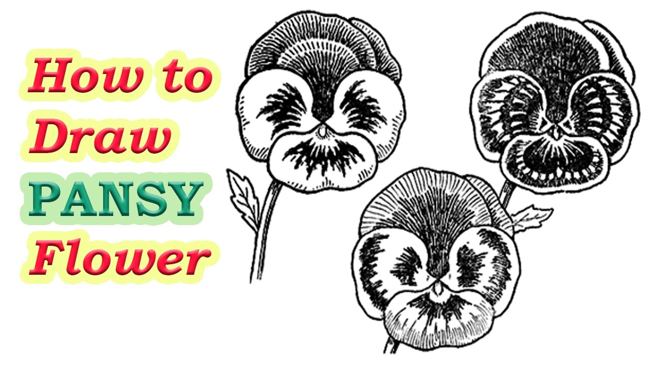 1280x720 How To Draw Pansies With Step By Step Easy Flower Tutorial