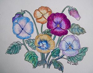 300x235 Pansy Drawings Fine Art America