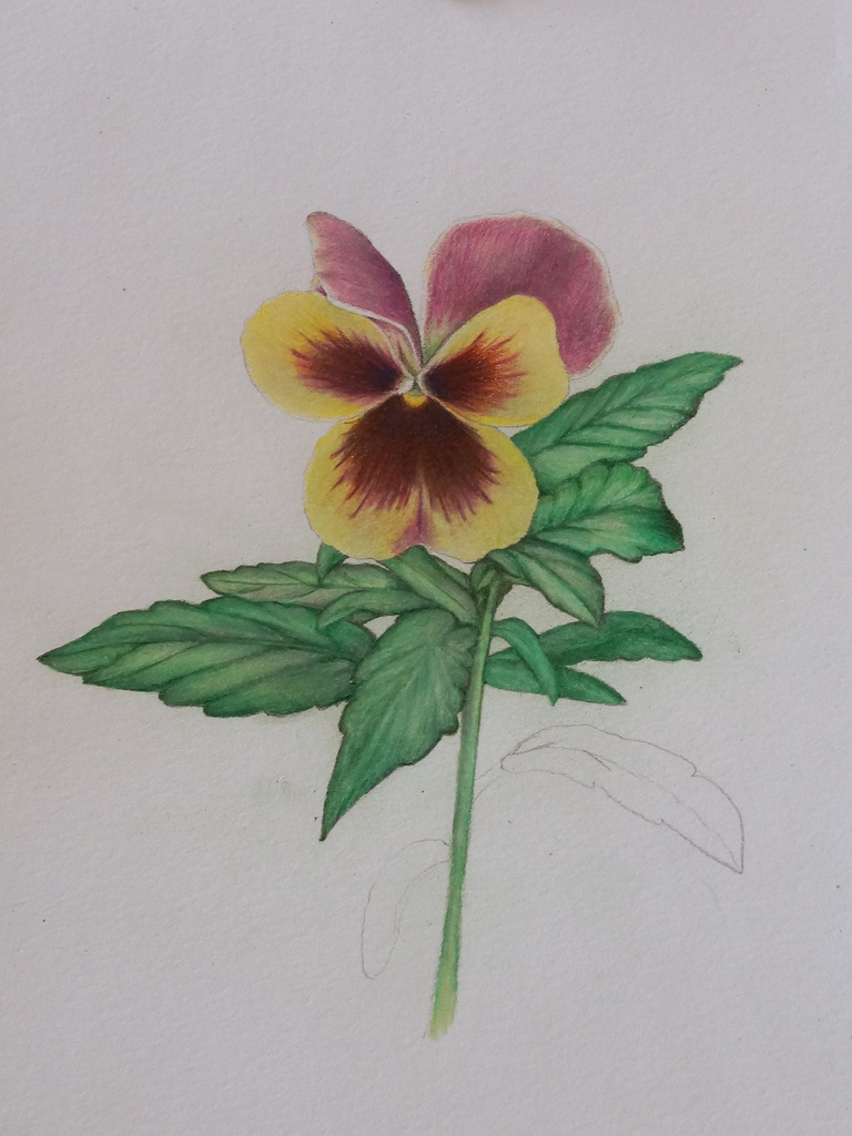 768x1024 The World's Best Photos Of Drawing And Pansy
