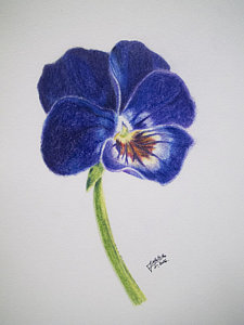 225x300 Yellow Pansy Drawings Fine Art America