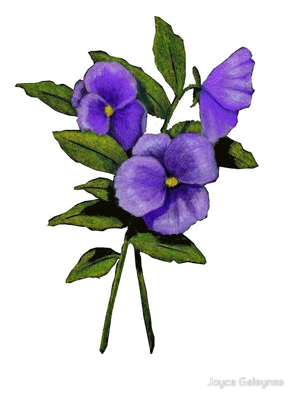 590x800 Resultado De Imagem Para Pansy Flower Drawing Sketch