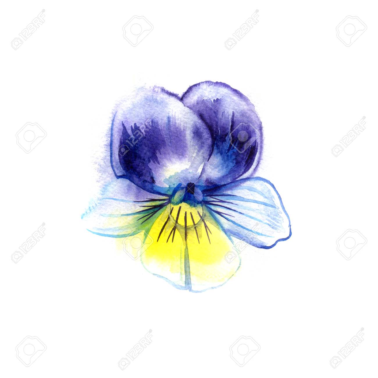 1300x1300 Watercolor Painting Of Pansy Flower. Can Be Used As A Greeting