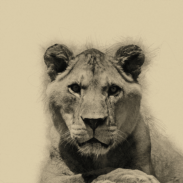 600x600 Pencil Drawing Sketch Illustration Of Barbary Atlas Lion Panther