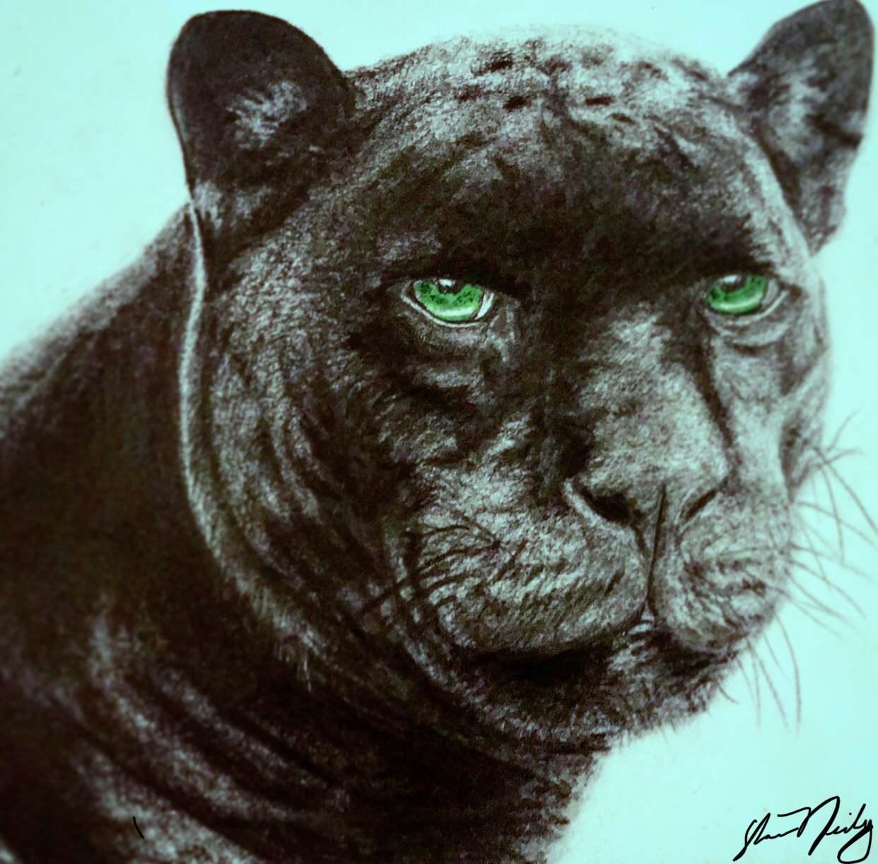 1242x1223 Pencil Drawing Panther (Colors Edited On Iphone)