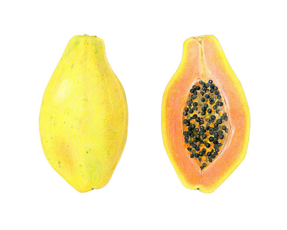 570x456 Papaya Archival Print Of My Colored Pencil Drawing