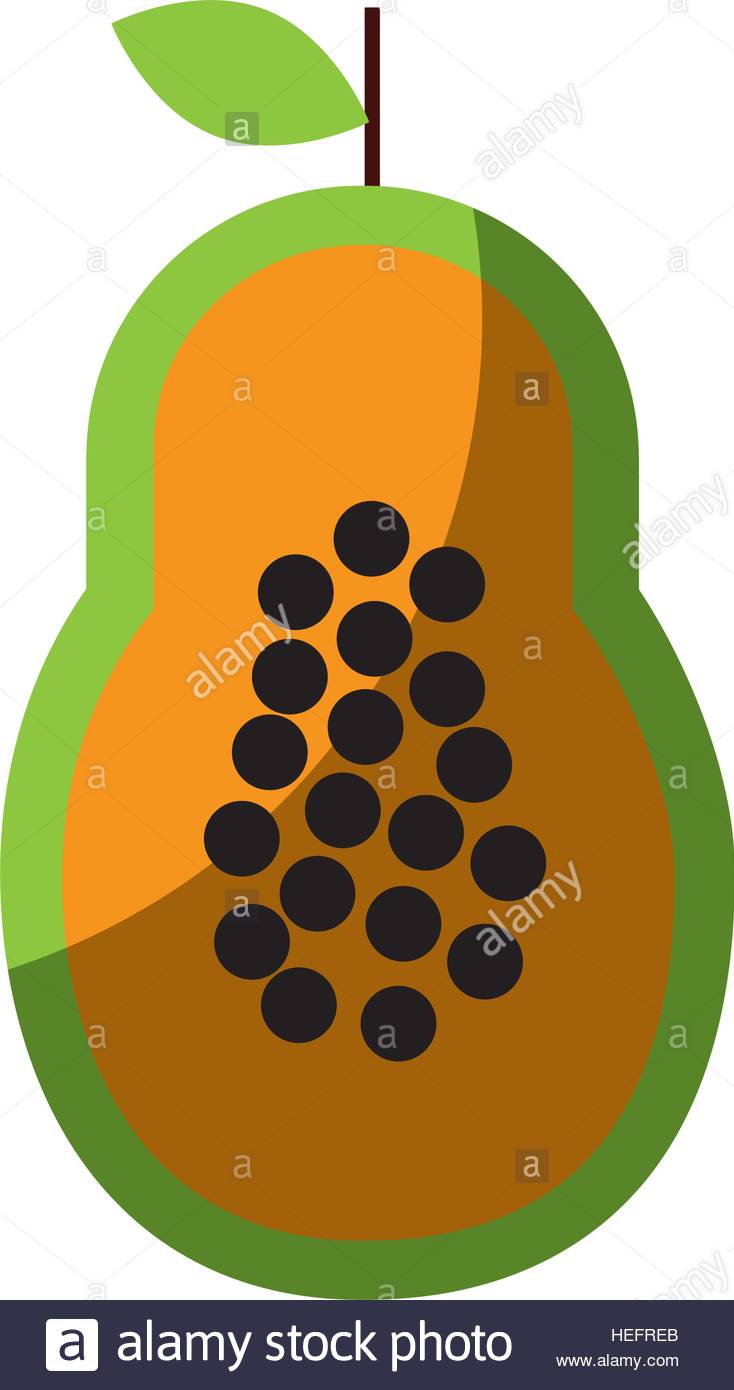 734x1390 Papaya Fresh Fruit Drawing Icon Vector Illustration Design Stock